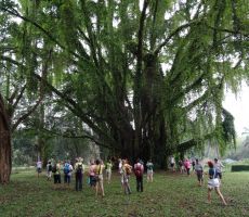 Botanični vrt Peradenija